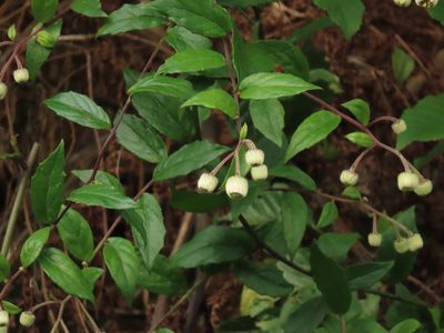 Blumea riparia, photographed by chiuluan