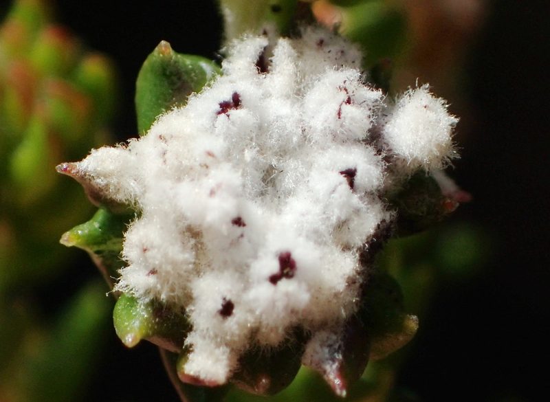 Phylica debilis, photographed by Nicola van Berkel