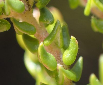 Phylica debilis, photographed by Nicola van Berkel