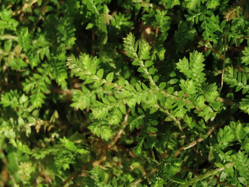 Selaginella remotifolia, photographed by chiuluan