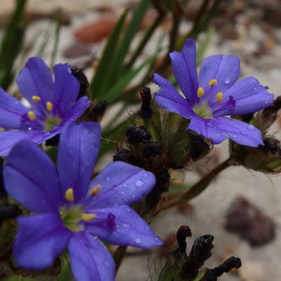 Aristea africana, photographed by Diana Studer