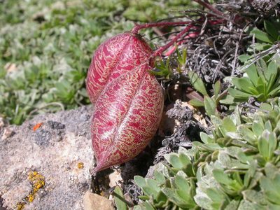 Astragalus platytropis, photographed by Matt Lavin