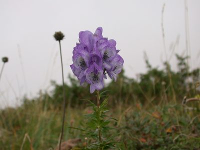 Aconitum nasutum, photographed by Eugene Popov