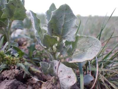 Atriplex argentea, photographed by Matt Lavin