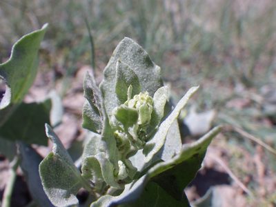 Atriplex argentea, photographed by Matt Lavin