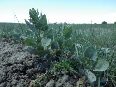 Atriplex argentea, photographed by Matt Lavin