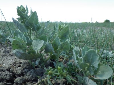 Atriplex argentea, photographed by Matt Lavin
