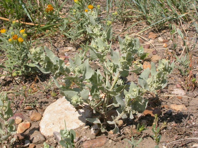 Atriplex argentea, photographed by Matt Lavin