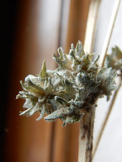 Atriplex argentea, photographed by Matt Lavin