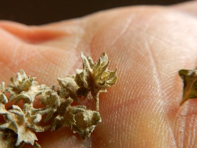 Atriplex argentea, photographed by Matt Lavin