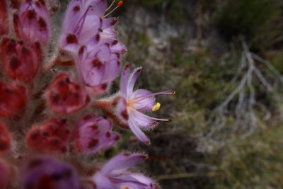 Dilatris corymbosa, photographed by Diana Studer