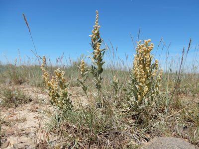 Atriplex gardneri, photographed by Matt Lavin