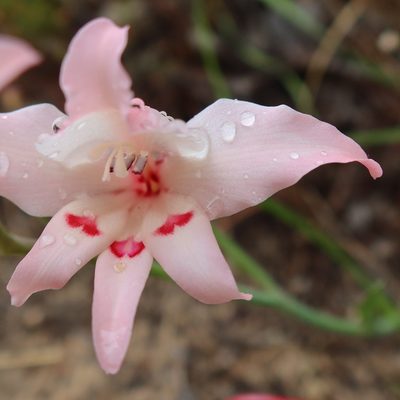 Gladiolus carneus, photographed by Diana Studer
