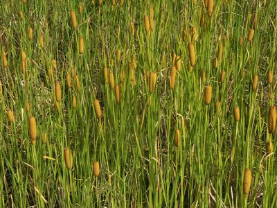 Typha laxmannii, photographed by Oleg Kosterin
