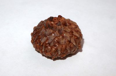 Quercus coccinea, photographed by Jeff Clark