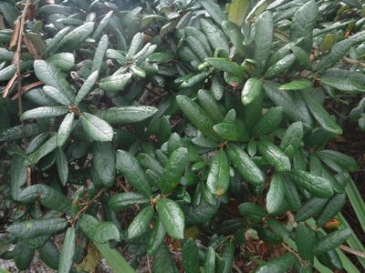 Quercus geminata, photographed by Michelle Sevcovas