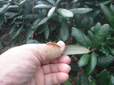 Quercus geminata, photographed by Michelle Sevcovas