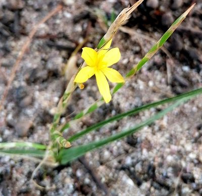 Moraea lewisiae, photographed by flamelily