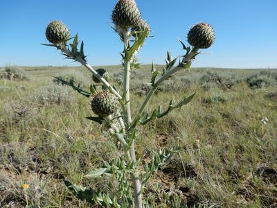 Cirsium flodmanii, photographed by Matt Lavin
