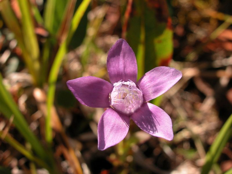 Gentianella auriculata, photographed by Eugene Popov