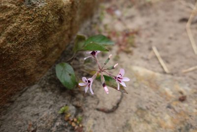 Pelargonium psammophilum, photographed by Diana Studer