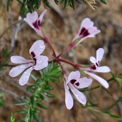 Pelargonium psammophilum, photographed by Diana Studer