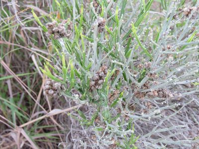Baccharis articulata, photographed by Federico Muñoz