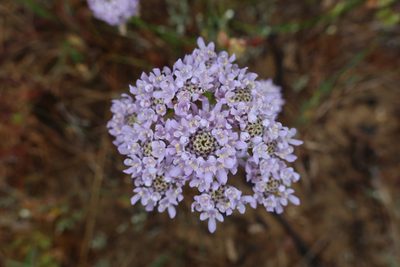 Pseudoselago spuria, photographed by Diana Studer