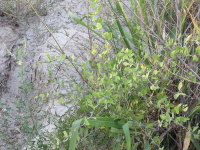 Lycium boerhaviifolium, photographed by Federico Muñoz