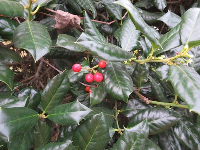 Ilex cornuta, photographed by Nonbinary-Naturalist