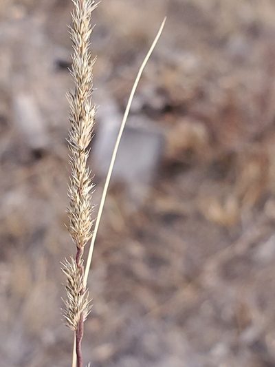 Muhlenbergia wrightii, photographed by Craig Martin