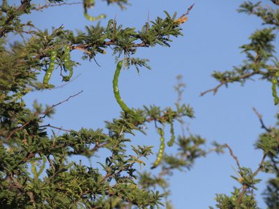 Neltuma affinis, photographed by Federico Muñoz