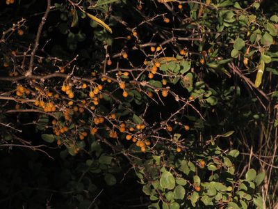 Lycium boerhaviifolium, photographed by Federico Muñoz