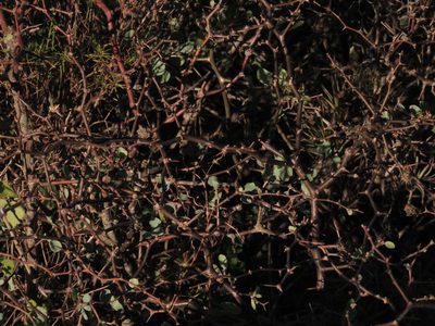 Lycium boerhaviifolium, photographed by Federico Muñoz