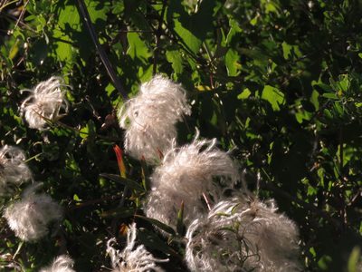 Clematis campestris, photographed by Federico Muñoz