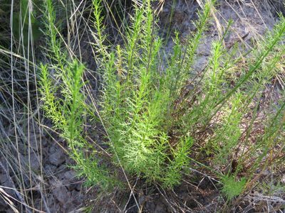 Baccharis ulicina, photographed by Federico Muñoz