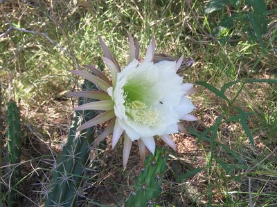 Harrisia tortuosa, photographed by Federico Muñoz