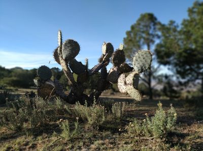 Opuntia robusta, photographed by Tereso Hernández Morales