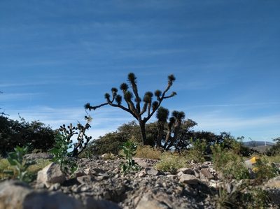 Yucca filifera, photographed by Tereso Hernández Morales