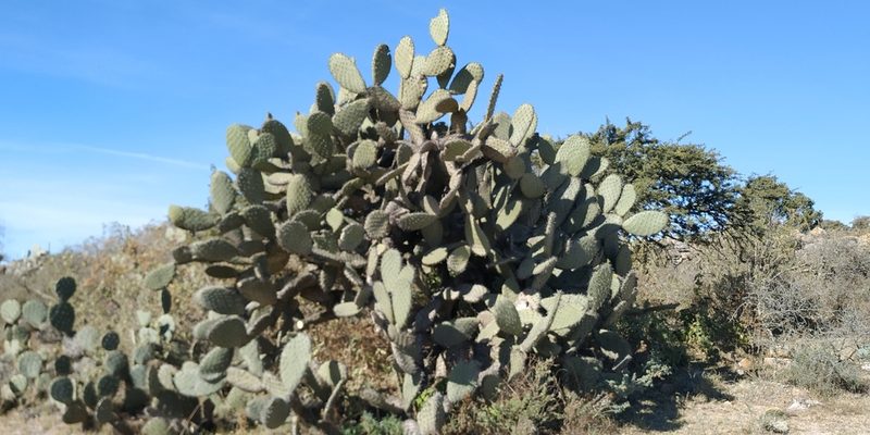 Opuntia hyptiacantha, photographed by Tereso Hernández Morales