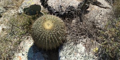 Ferocactus histrix, photographed by Tereso Hernández Morales