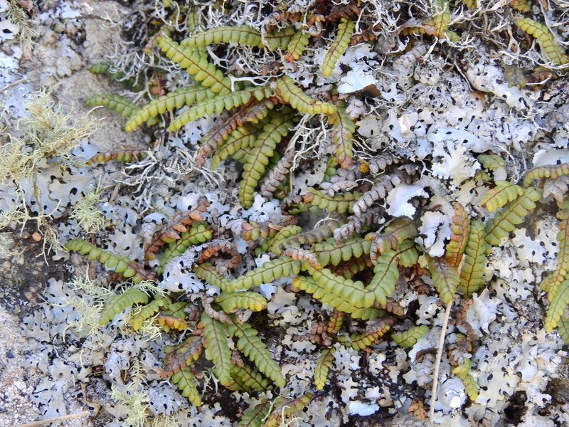 Melpomene peruviana, photographed by Guillermo Debandi