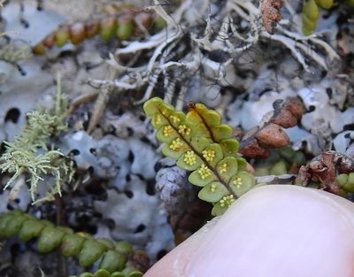 Melpomene peruviana, photographed by Guillermo Debandi