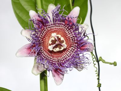 Passiflora quadrangularis, photographed by fede2cr
