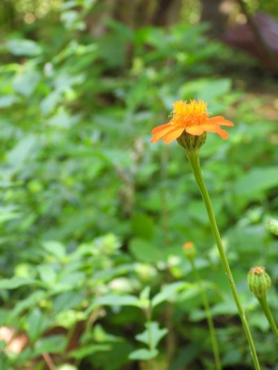 Comaclinium montanum, photographed by fede2cr