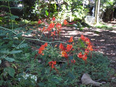 Caesalpinia pulcherrima, photographed by fede2cr