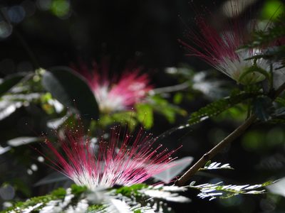 Samanea saman, photographed by fede2cr