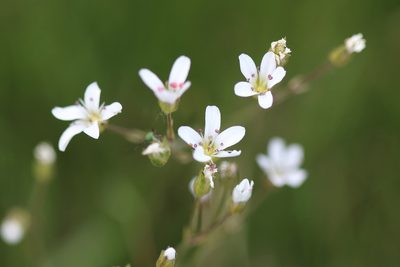 Eremogone capillaris, photographed by Megan Blackmore
