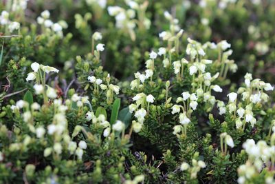 Phyllodoce glanduliflora, photographed by Megan Blackmore