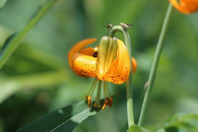 Lilium columbianum, photographed by Megan Blackmore